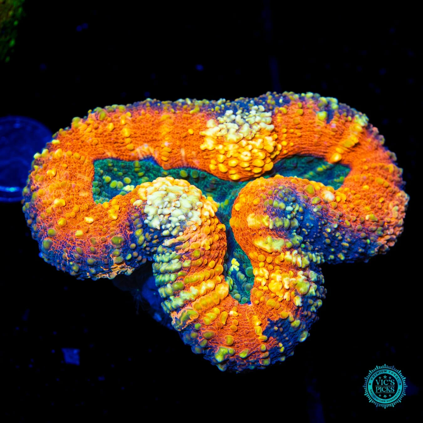 Lechonskers Lobophyllia 3 Lechonskers Lobophyllia