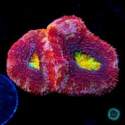 WWC Master Of The Elements Bowerbanki