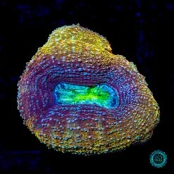 Shaolin Soul Bowerbanki