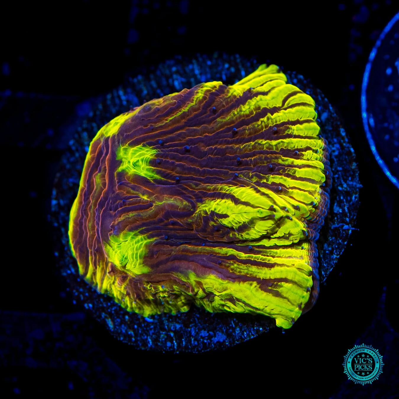 WWC Henchman Diaseris Plate Coral 3 WWC Henchman Diaseris Plate Coral