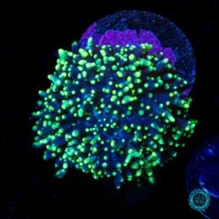 WWC Juniper Jelly Hairy Mushroom