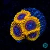Jason Fox Acid Reflux Zoanthids -Coral Shop VP 052325A 28