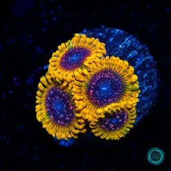Jason Fox Acid Reflux Zoanthids
