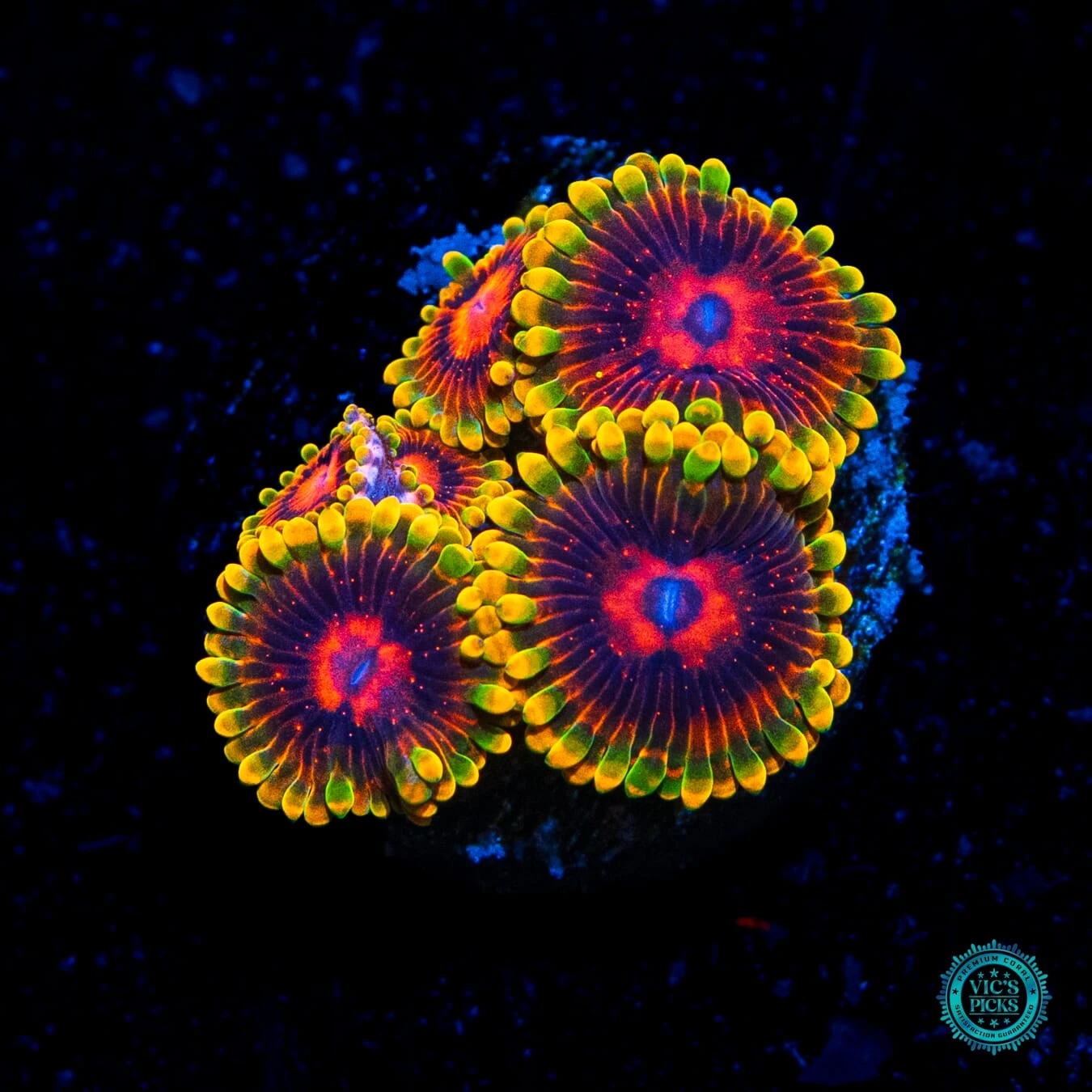 Mind Trick Zoanthids 3 Mind Trick Zoanthids
