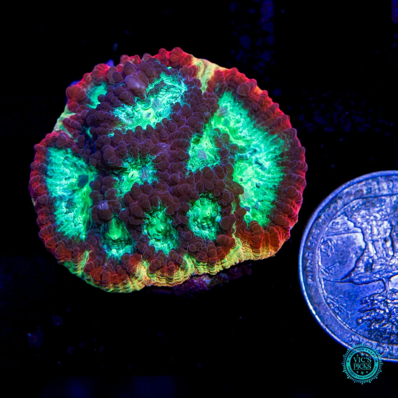 Jason Fox Psycho Rainbow Rim Favia 4 Jason Fox Psycho Rainbow Rim Favia - Image 2