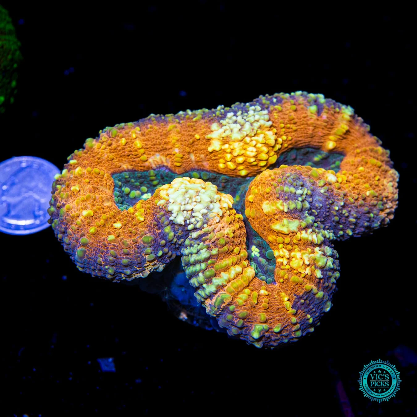 Lechonskers Lobophyllia 4 Lechonskers Lobophyllia - Image 2
