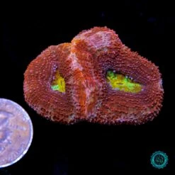 WWC Master Of The Elements Bowerbanki -Coral Shop VP 052325D 19