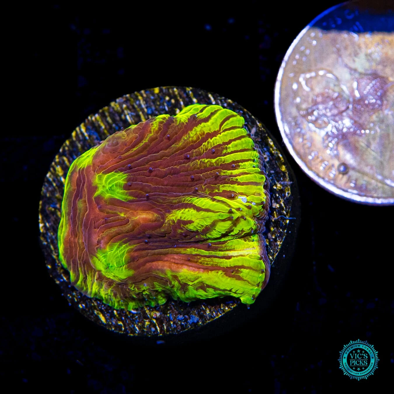 WWC Henchman Diaseris Plate Coral 4 WWC Henchman Diaseris Plate Coral - Image 2