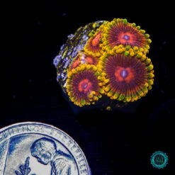 Mind Trick Zoanthids 6 Mind Trick Zoanthids -Coral Shop VP 052325D 29