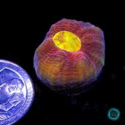 WWC Sun Drop Chalice -Coral Shop VP 052325D 31