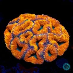 XL Orange Blasted Lobophyllia