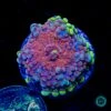 Frosted Nurple Yuma Mushroom -Coral Shop VP 052925A 09