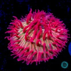 WWC Zombie Apocalypse Diaseris Plate Coral