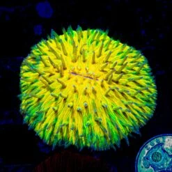 Electric Explosion Plate Coral