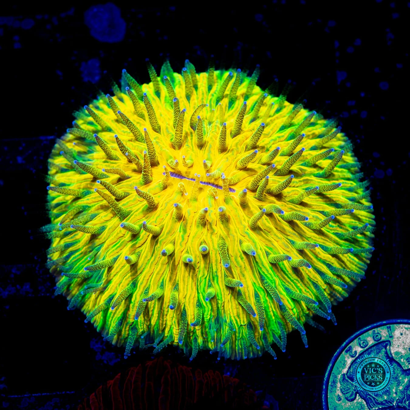 Electric Explosion Plate Coral 3 Electric Explosion Plate Coral