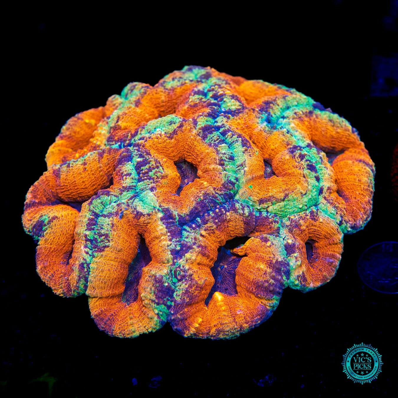 Lechonskers Jumbo Lobophyllia 3 Lechonskers Jumbo Lobophyllia