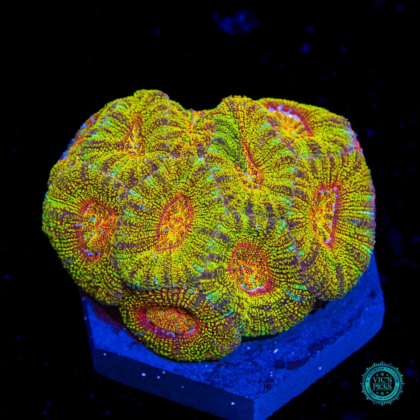 Golden Throne Asian Lord 3 Golden Throne Asian Lord