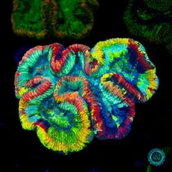 Triple Crown Trachyphyllia