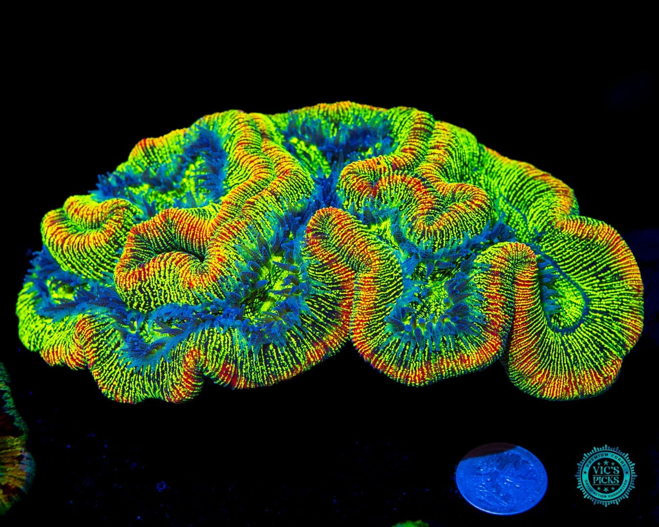 XXL Zappy Zoinker Trachyphyllia 3 XXL Zappy Zoinker Trachyphyllia