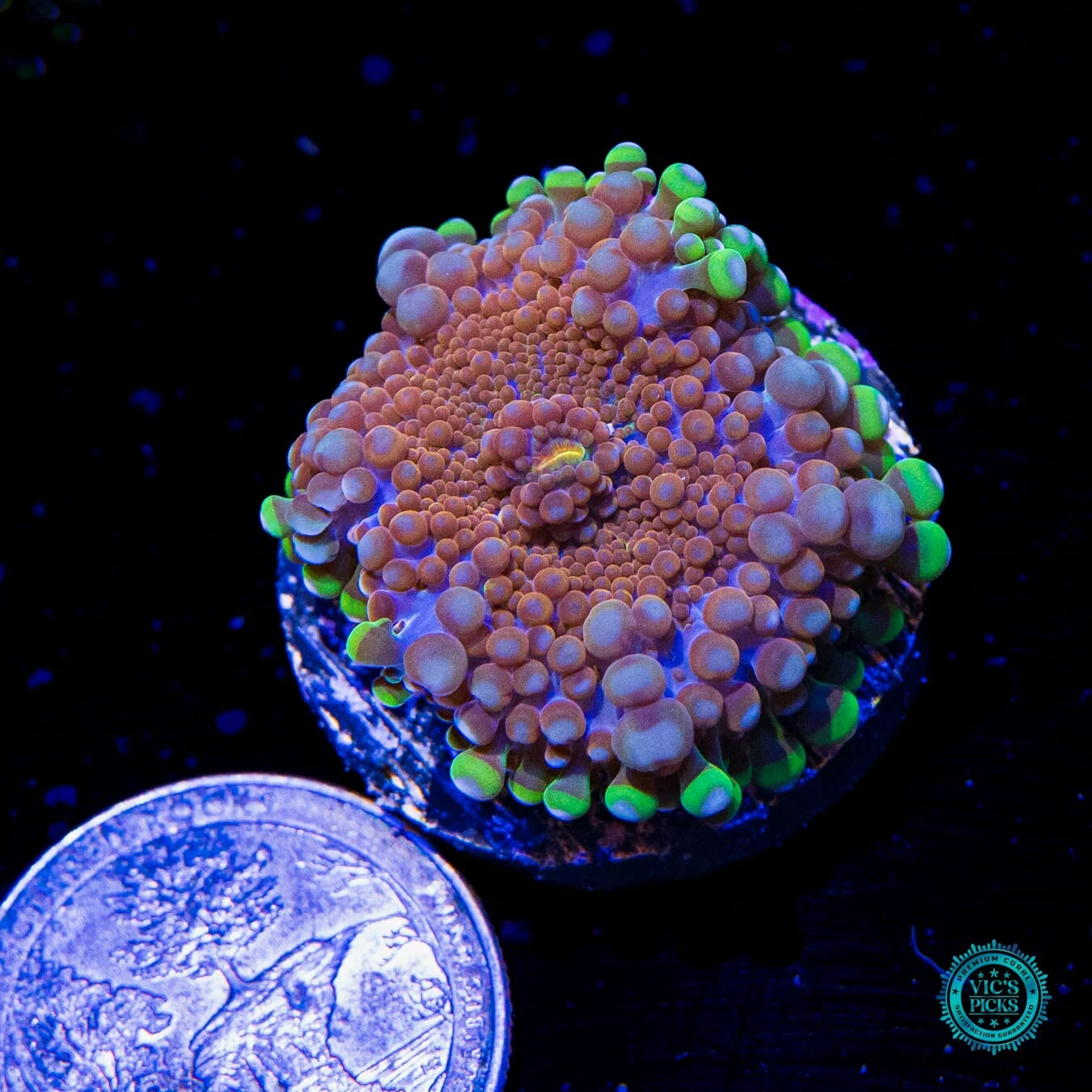 Frosted Nurple Yuma Mushroom 4 Frosted Nurple Yuma Mushroom - Image 2