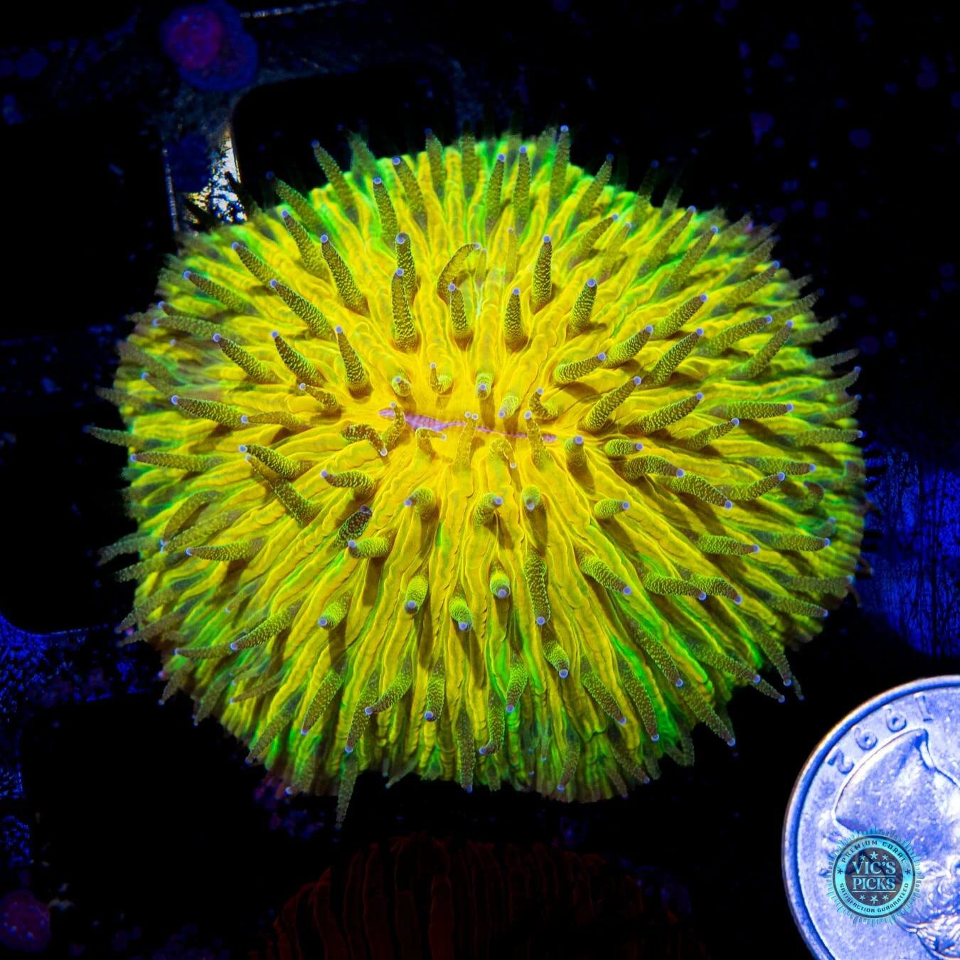 Electric Explosion Plate Coral 4 Electric Explosion Plate Coral - Image 2