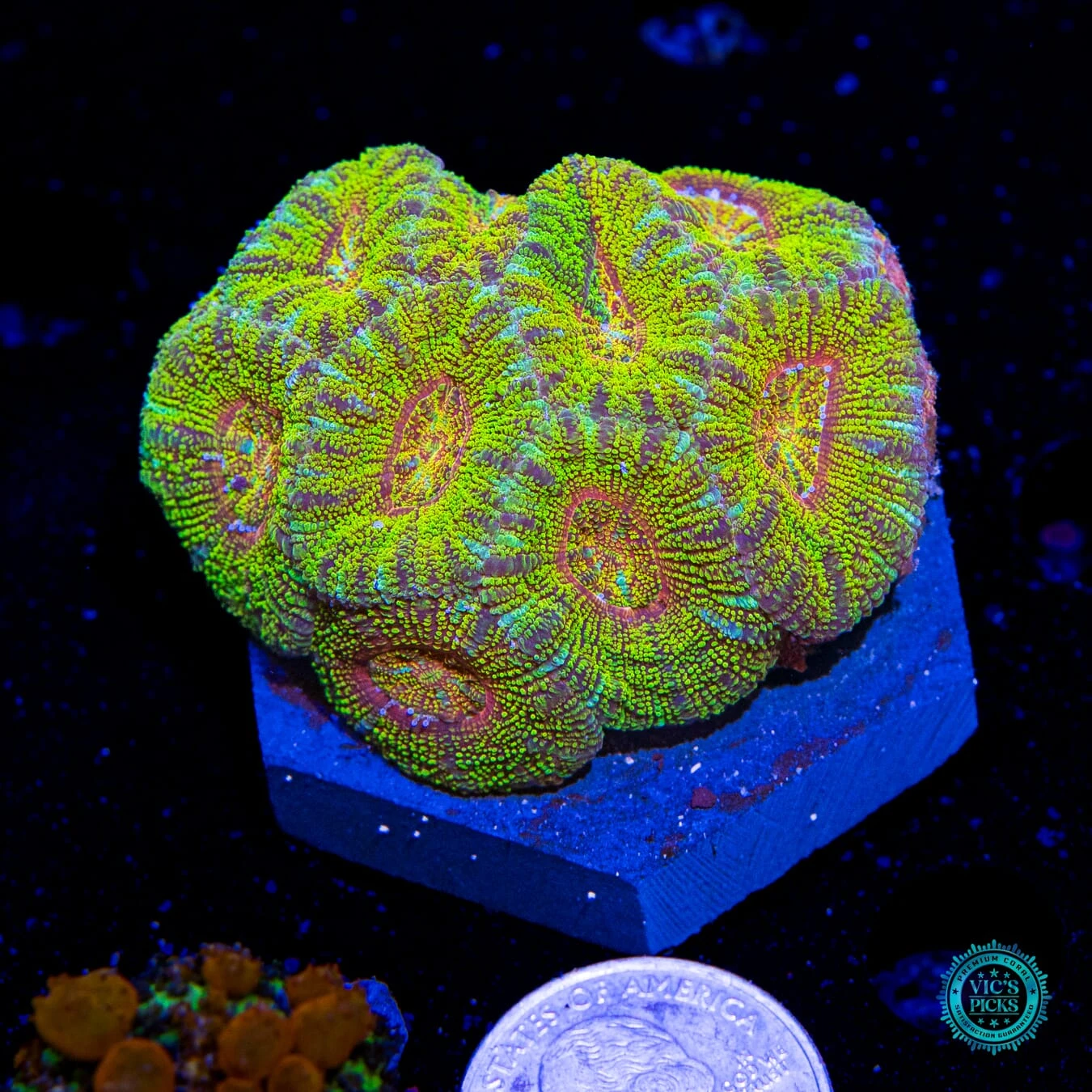 Golden Throne Asian Lord 4 Golden Throne Asian Lord - Image 2