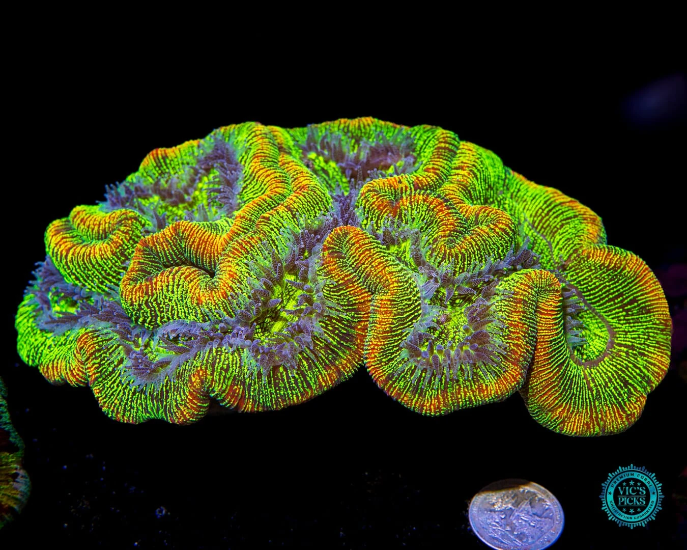 XXL Zappy Zoinker Trachyphyllia 4 XXL Zappy Zoinker Trachyphyllia - Image 2