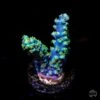 ORA Purple Plasma Acropora -Coral Shop W 051425 60
