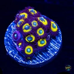 Frank Sinatra Zoanthids