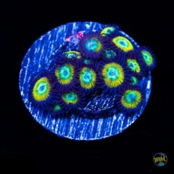 WWC Saltwater Taffee Zoanthids