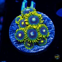 WWC Sunbeam Shuriken Zoanthids