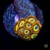 WWC Fruit Loopz Zoanthids -Coral Shop W 052825 19