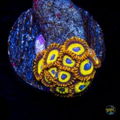 WWC Fruit Loopz Zoanthids