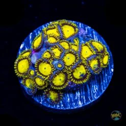King Midas Zoanthids