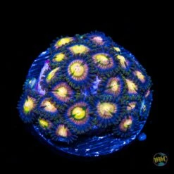 WWC Mystic Moon Zoanthids