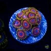 WWC Dragon Ballz Zoanthids -Coral Shop W 052825 37