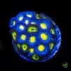 WWC AOI And Bob Marley Combo Zoanthids -Coral Shop W 052825 49
