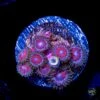 Red Ring Pinwheel Zoanthids -Coral Shop W 052825 63