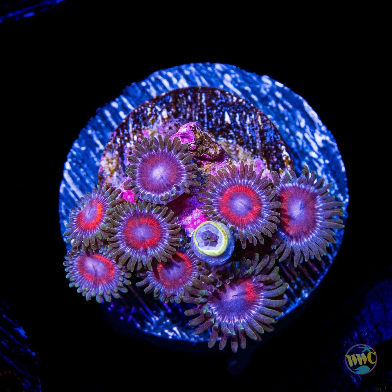 Red Ring Pinwheel Zoanthids 3 Red Ring Pinwheel Zoanthids