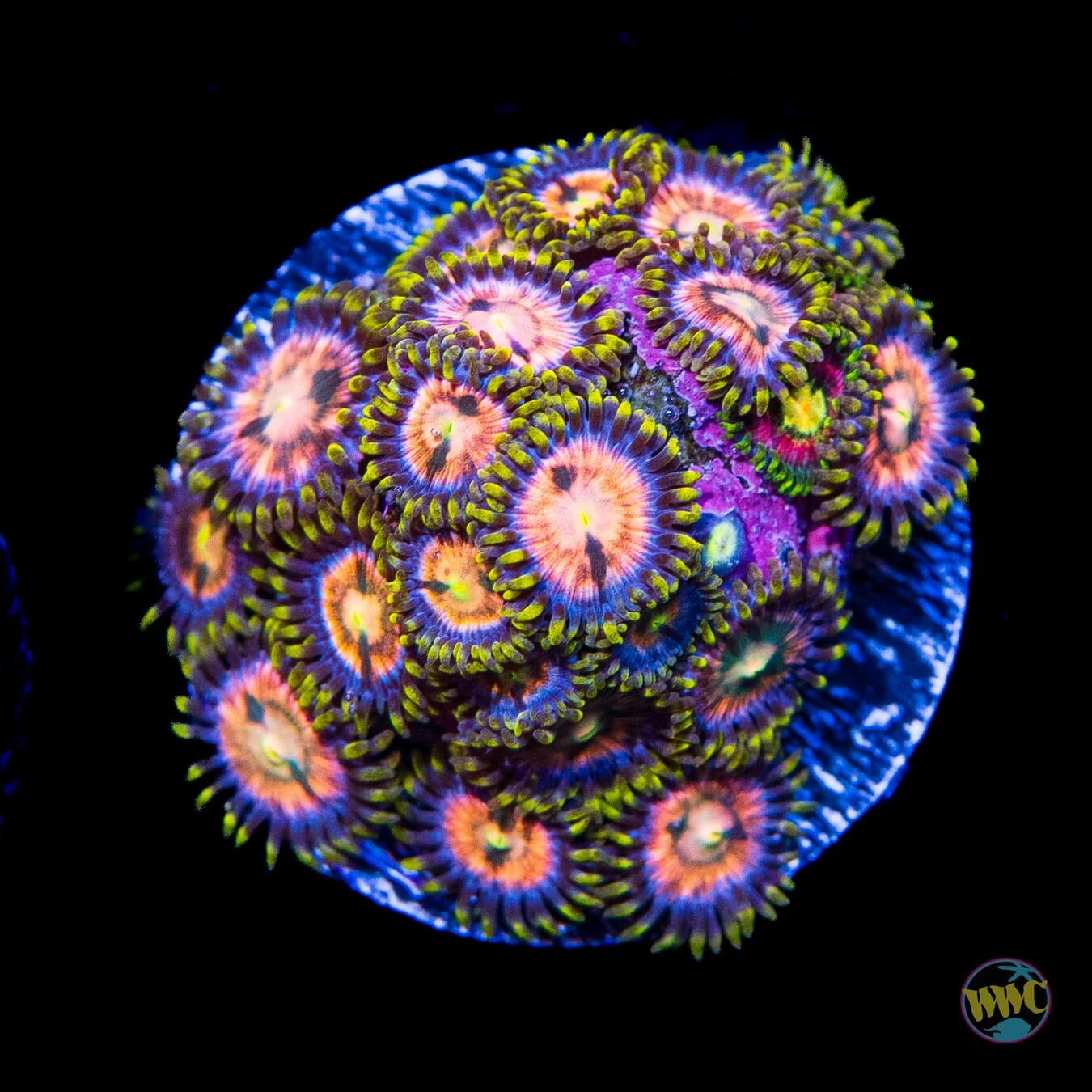WWC Laser Lemon Zoanthids 3 WWC Laser Lemon Zoanthids