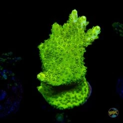 Castelles Banana Table Acropora