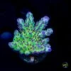 WWC Dolla Tree Acropora 2 WWC Dolla Tree Acropora -Coral Shop W MEM25 01 16
