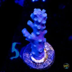 Oregon Tort Acropora