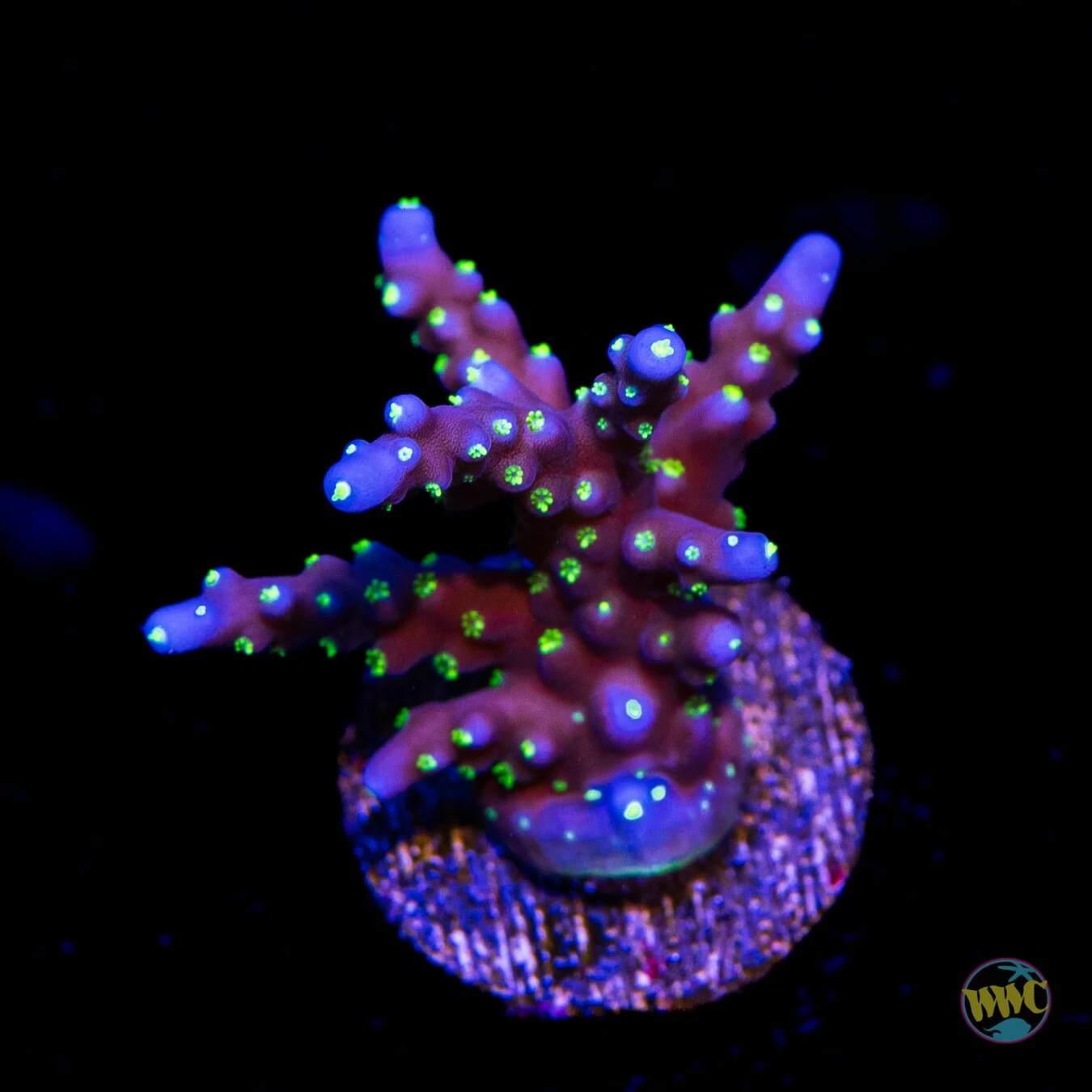 RR Black Sabbath Acropora 3 RR Black Sabbath Acropora