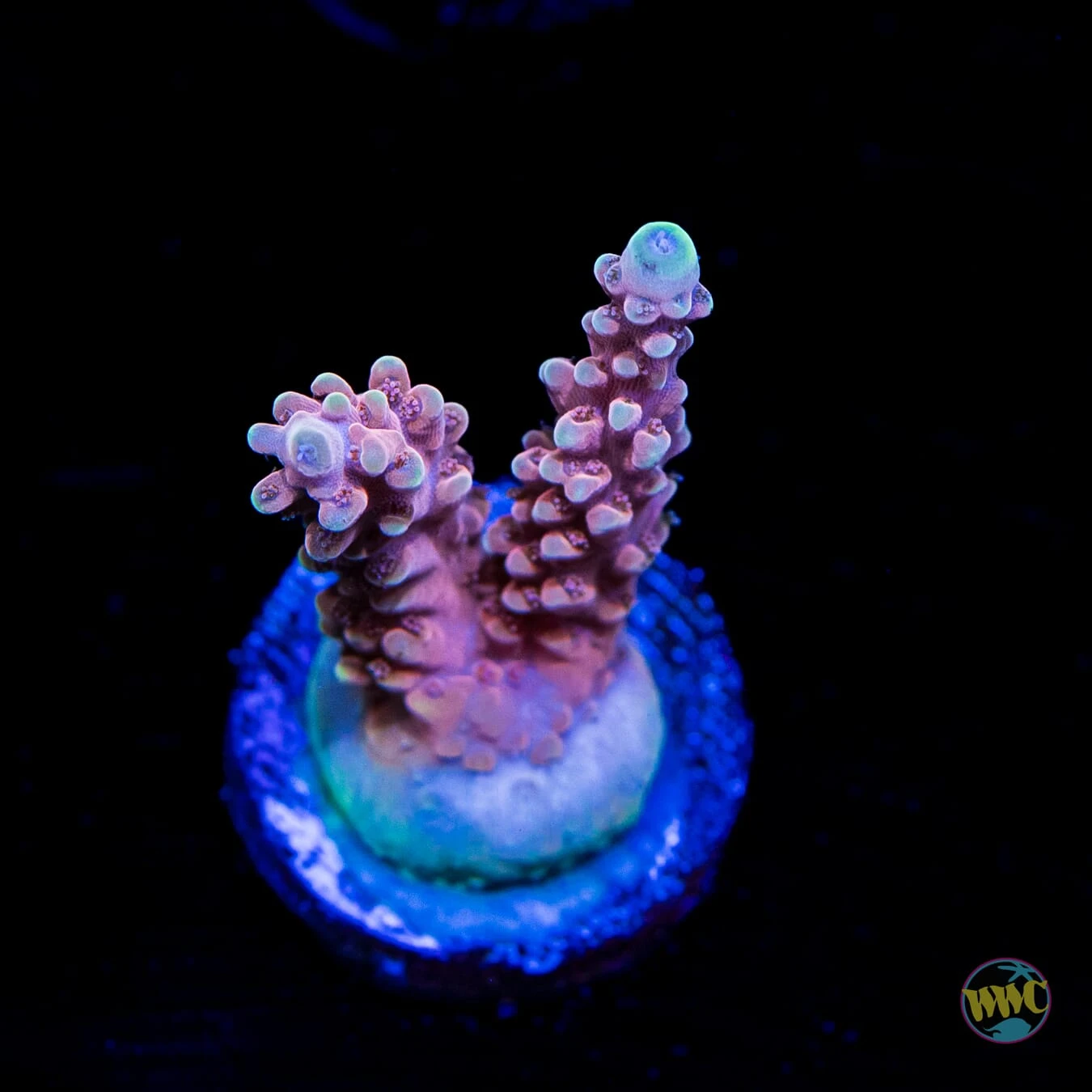 WWC Inner Planet Acropora 3 WWC Inner Planet Acropora