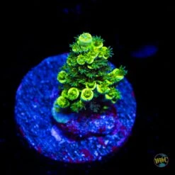 WWC Silver Surfer Acropora