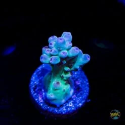 WWC Ice Breaker Acropora