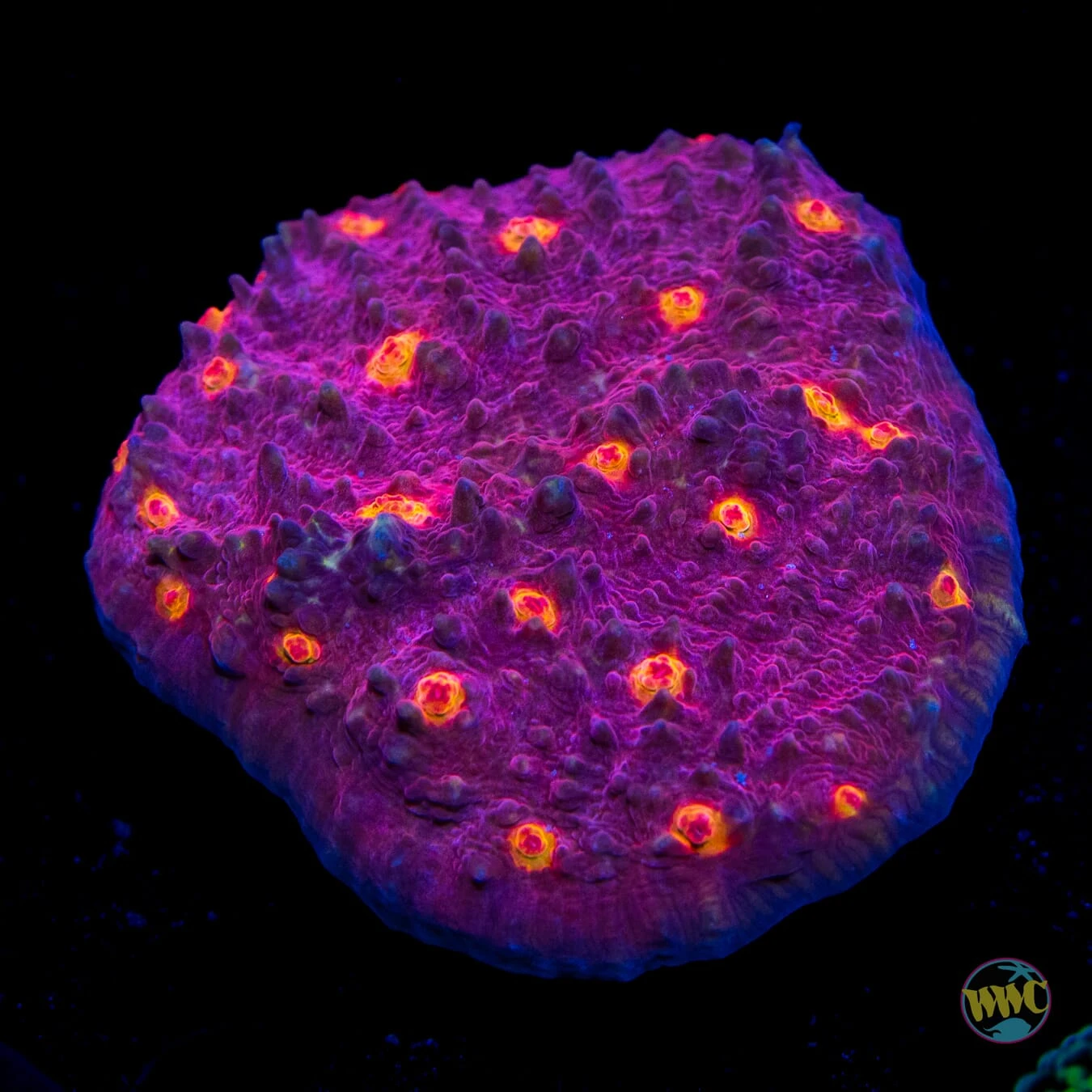 Aussie Golden Eye Chalice 3 Aussie Golden Eye Chalice