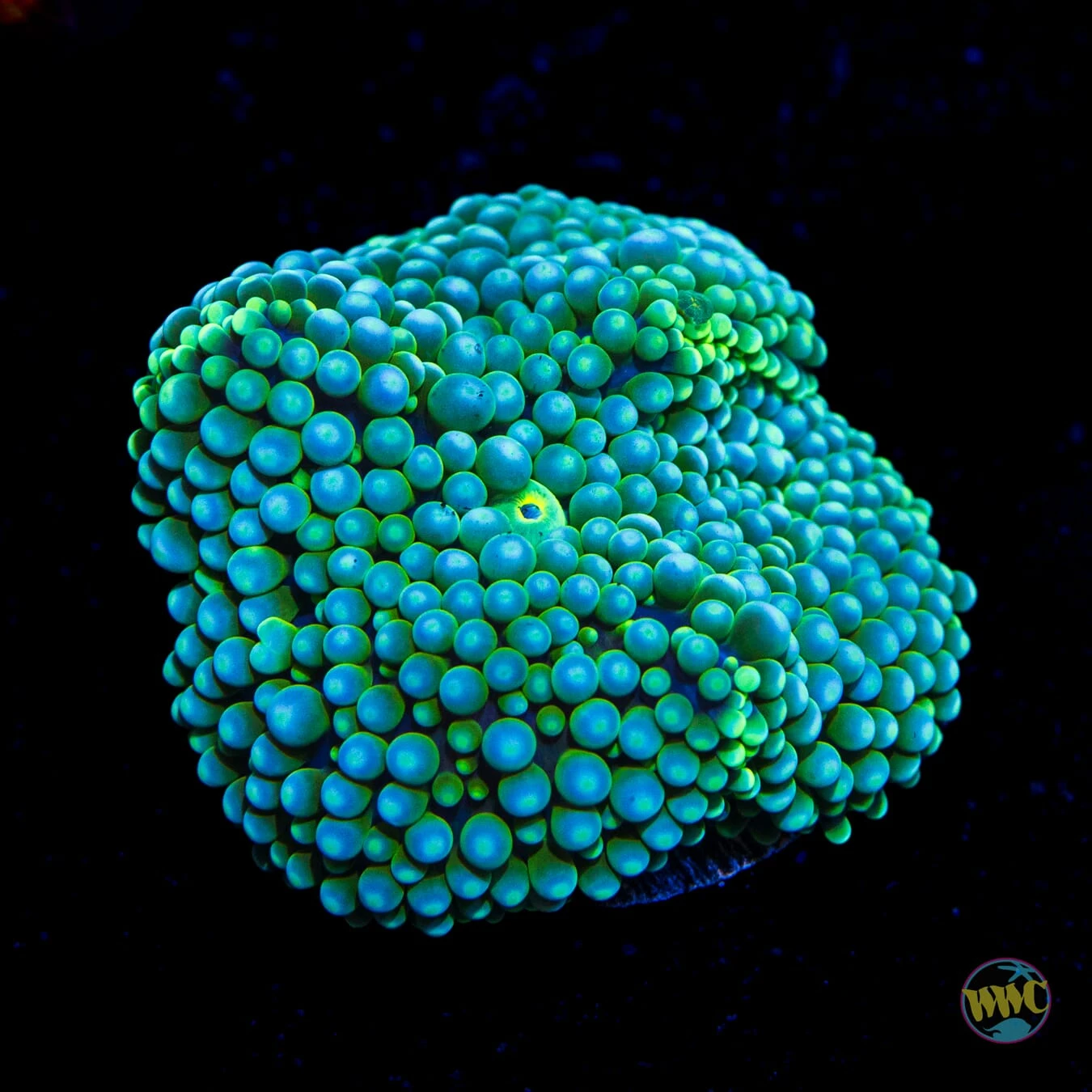 Sour Willy Ricordea 3 Sour Willy Ricordea