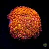 WWC Flame Tongue Micro Goniopora -Coral Shop W MEM25 02 30